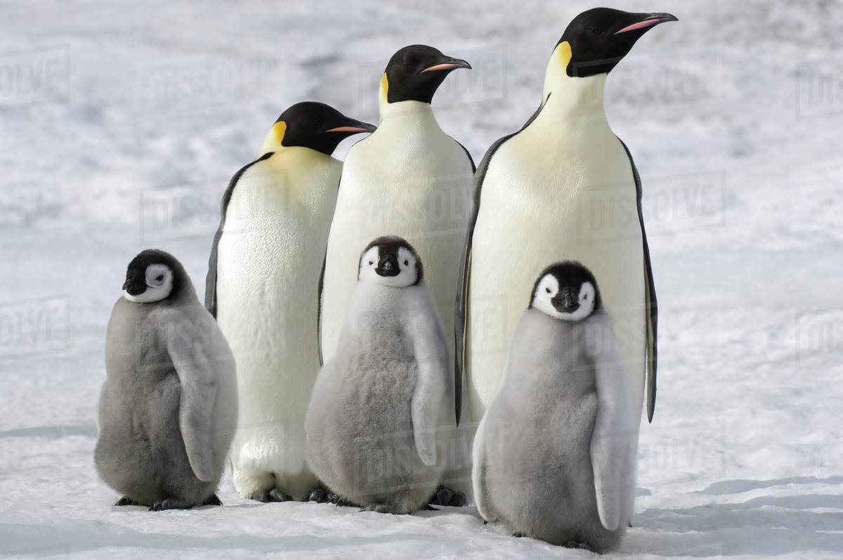 Antarctica, Snow Hill Island, Emperor Penguin (Aptenodytes forsteri