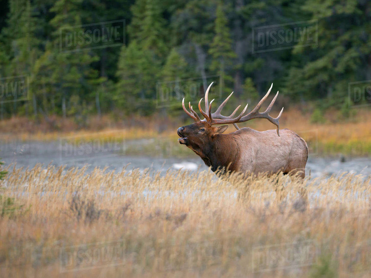 Canada, Alberta. Bull Rocky Mountain Elk (Cervus canadensis nelsoni