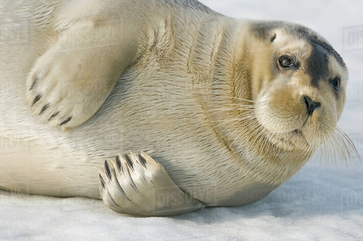 Norway, Spitsbergen, Greenland Sea. Bearded seal (Erignathus barbatus ...