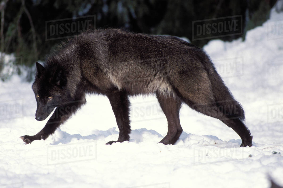 brown almost black wolf