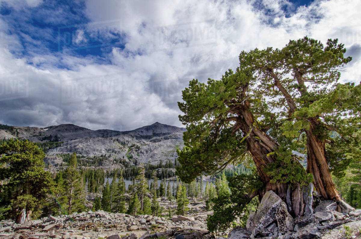 Sierra Juniper and Evergreen Trees above Tamarack Lake, Sierra Nevada