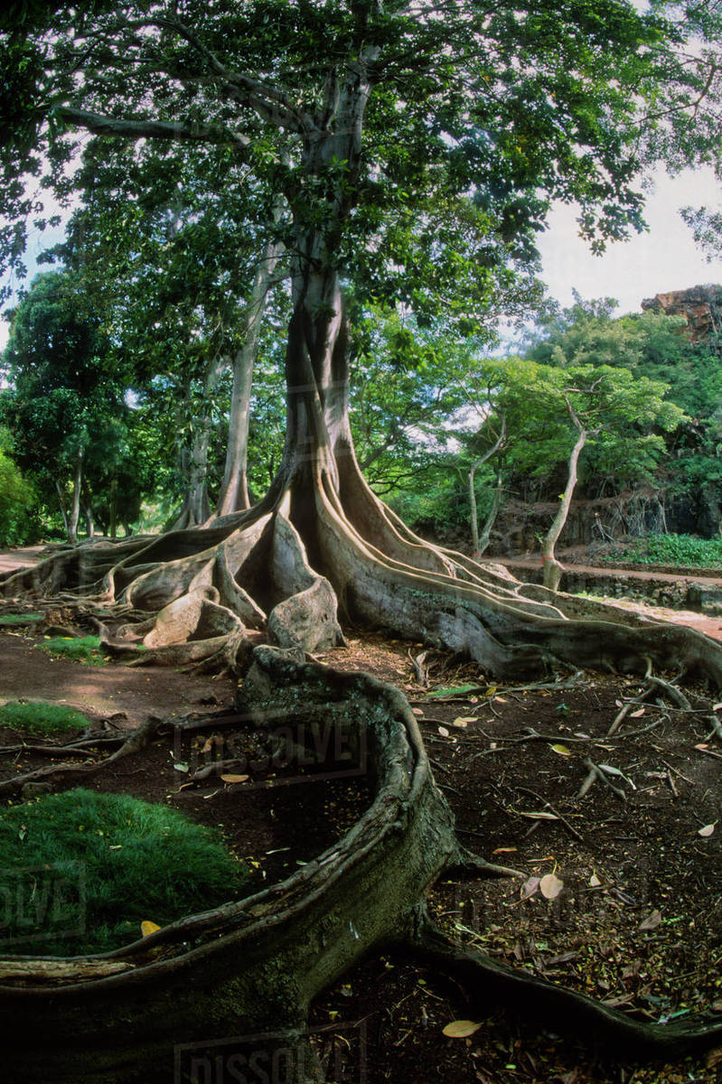 USA, Hawaii, tree roots of a fig tree. Stock Photo Dissolve