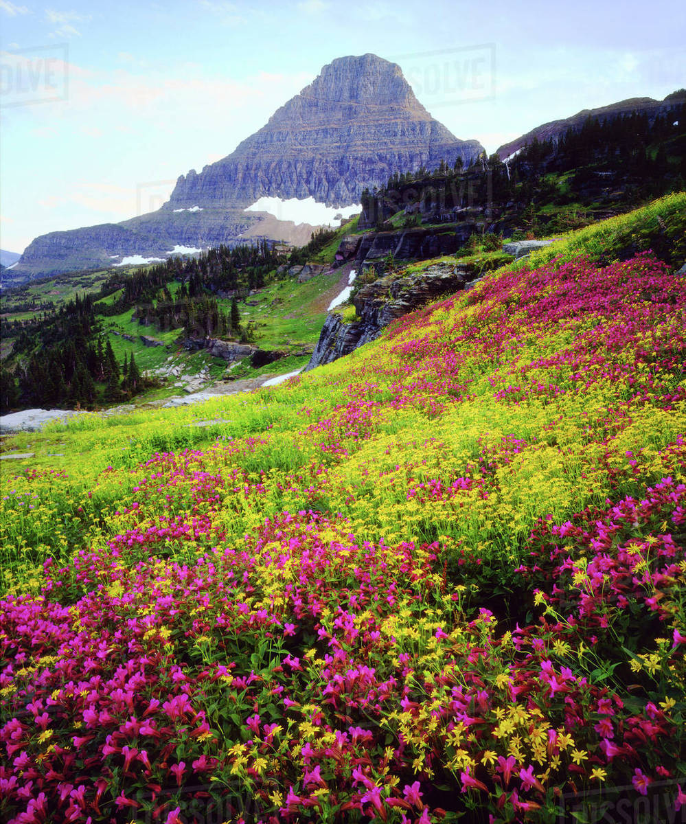 Wildflowers Of Glacier National Park Montana Best Flower Site