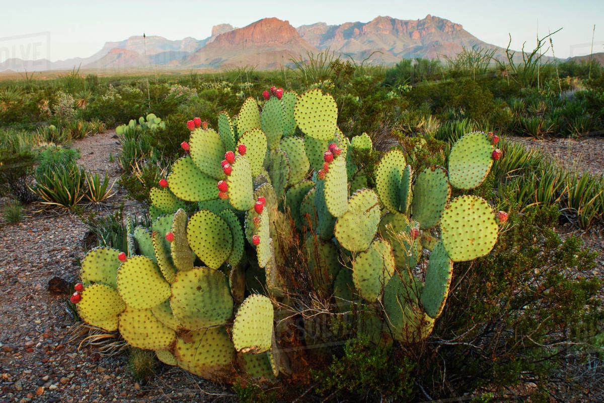 North America, USA, Texas, Brewster Co., Big Bend National Park, Chisos