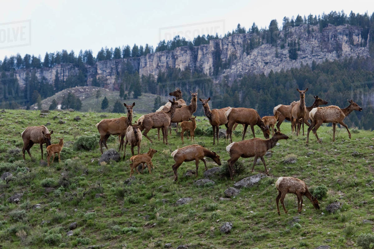 Rocky Mountain Elk Herd Stock Photo Dissolve