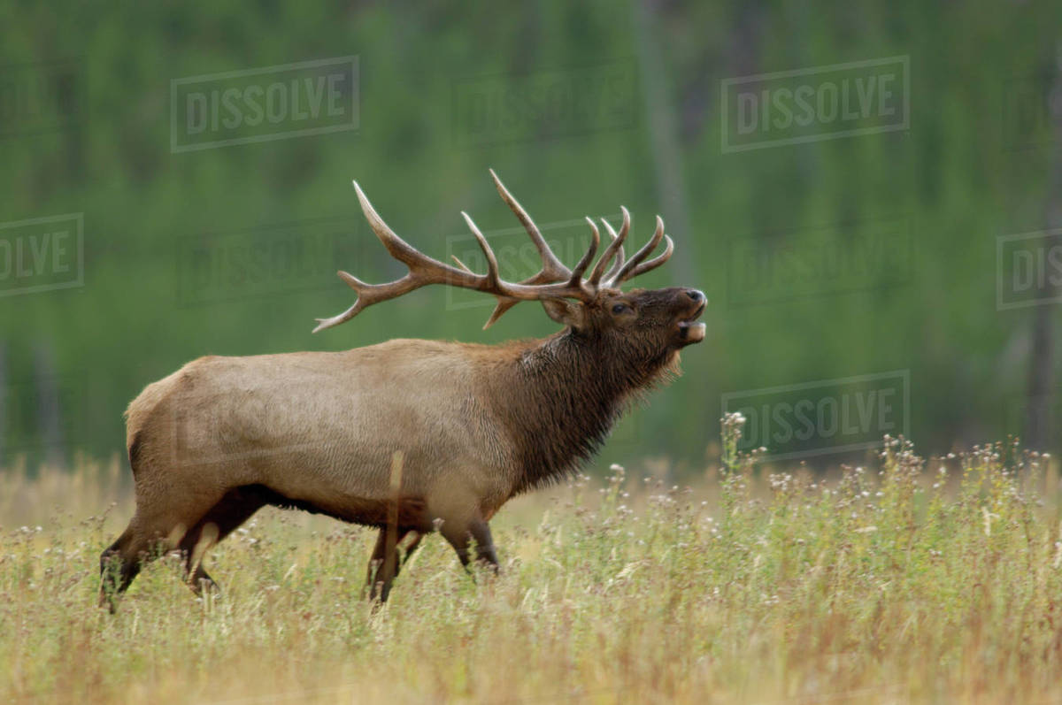 Bull Elk bugling, Yellowstone National Park, Wyoming Stock Photo