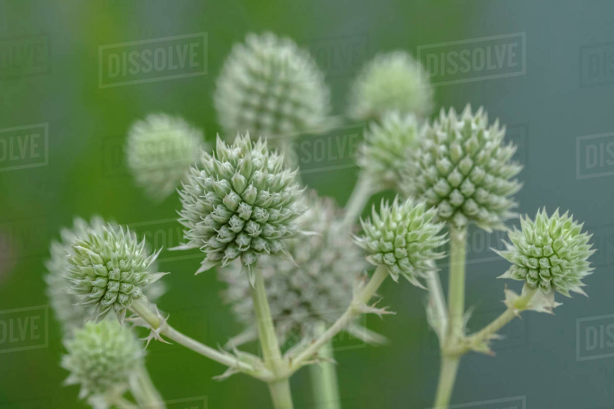 Rattlesnake master, button snakeroot Stock Photo Dissolve