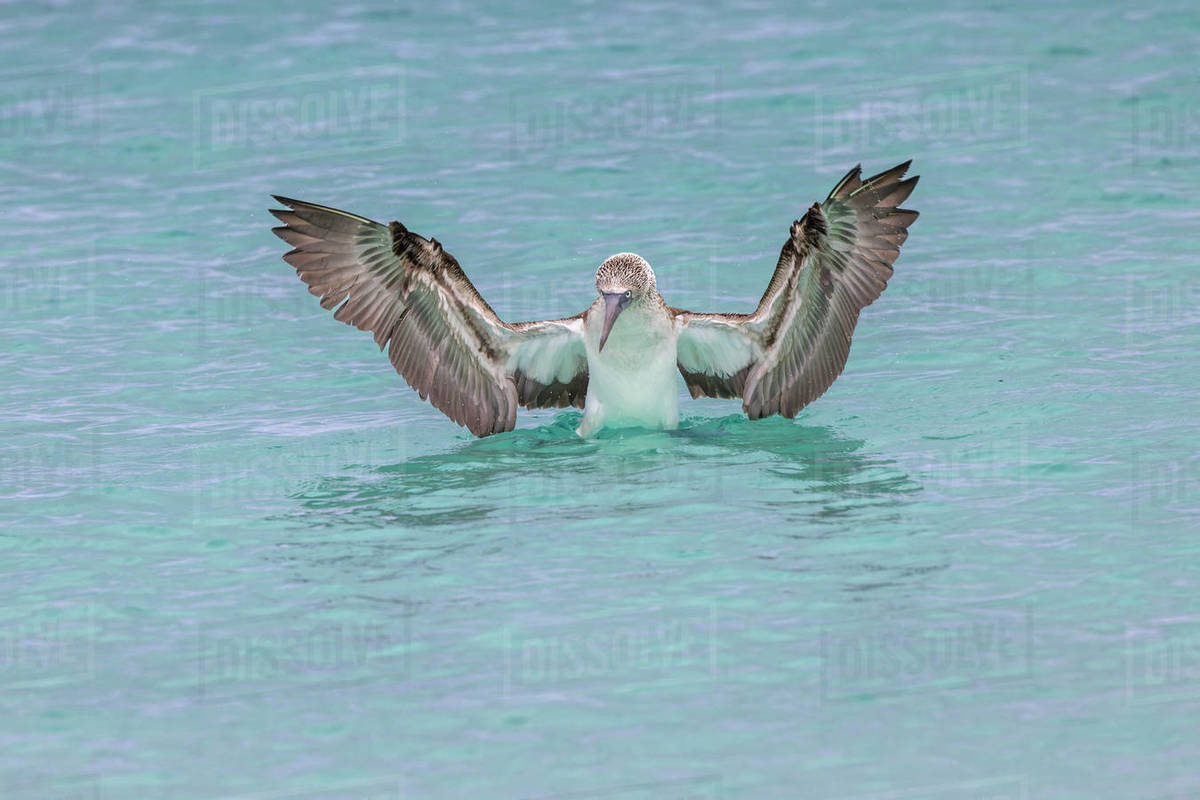 Bluefooted booby diving for fish, San Cristobal Island, Galapagos