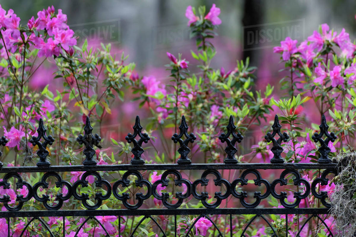 Iron fence and azaleas in full bloom, Bonaventure Cemetery, Savannah