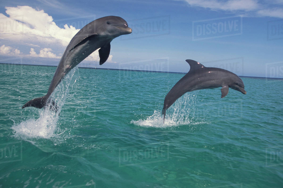 caribbean bottlenose dolphins tursiops