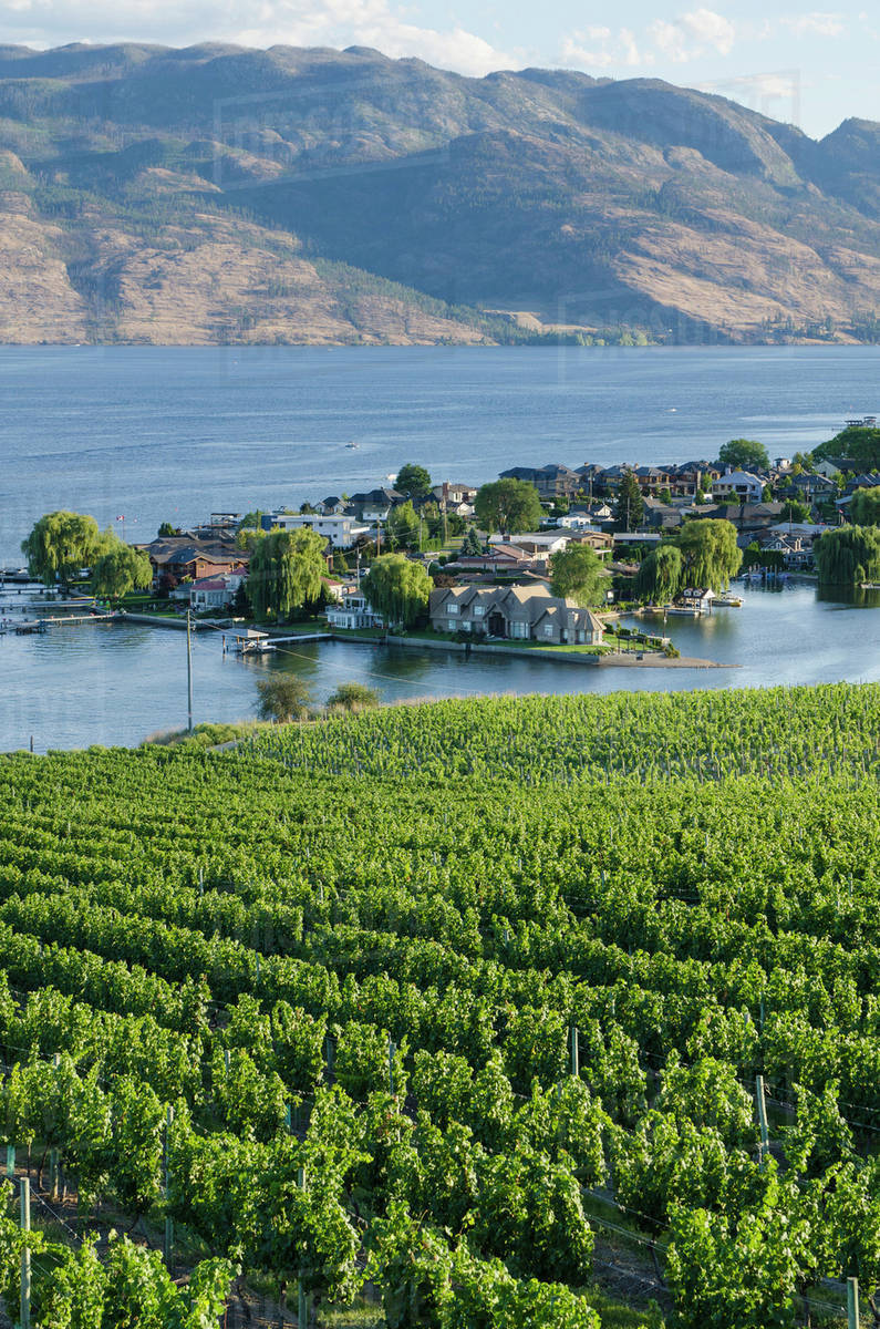Grape vines and Okanagan Lake at Quails' Gate Winery, Kelowna, British