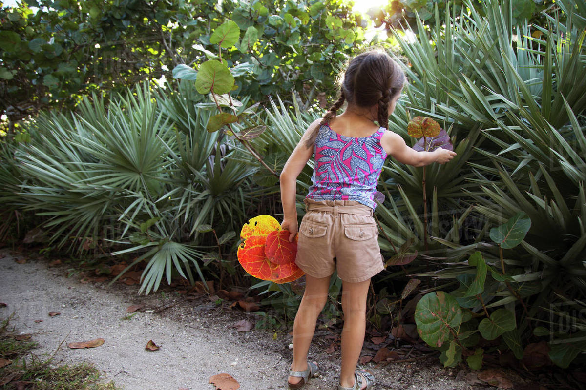 Girl collecting seagrape (coccoloba uvifera) leaves, Blowing Rocks