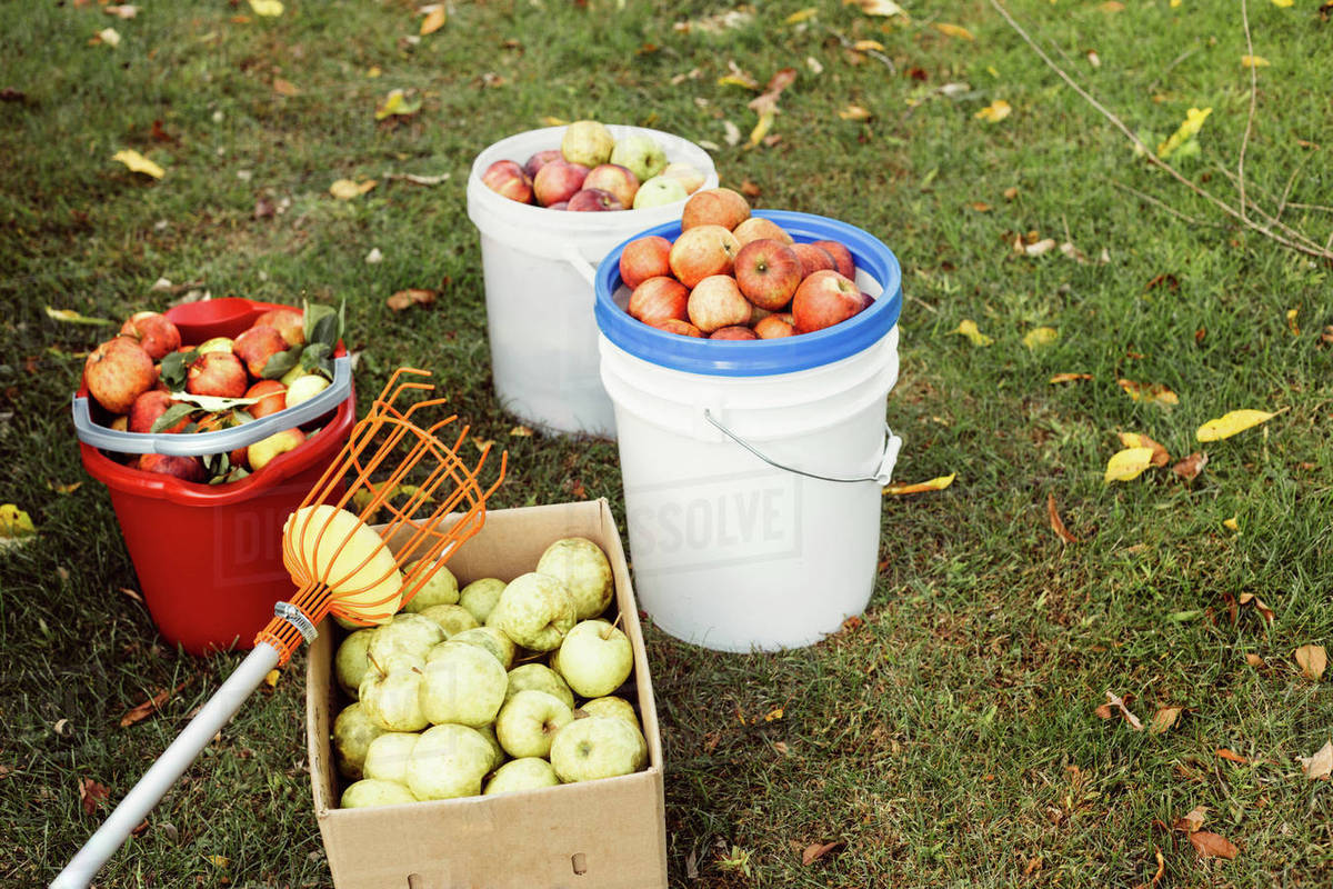 Buckets and box of fresh picked apples on grass, with fruit picker tool