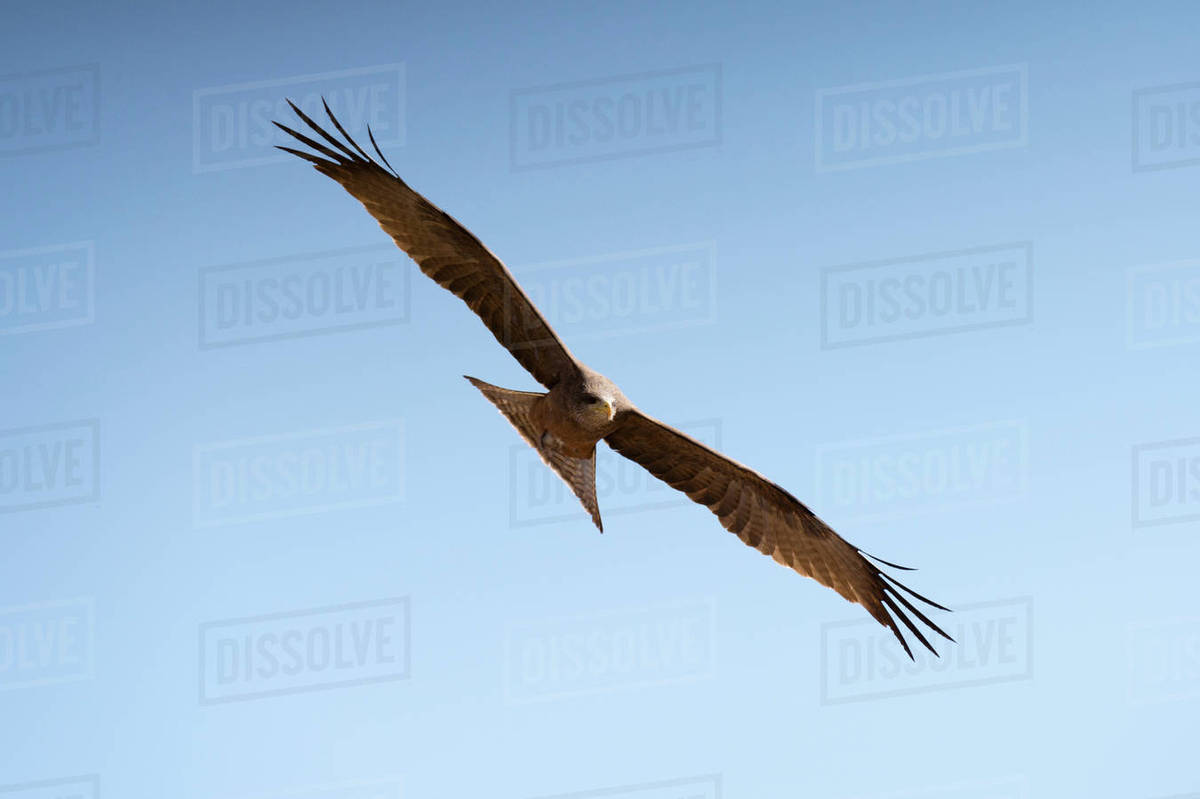 Yellowbilled kite (Milvus parasitus), in flight, Khwai Concession