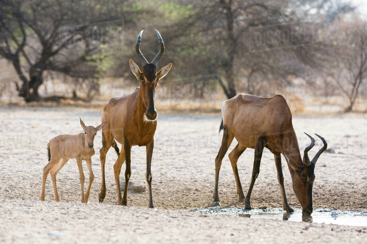 Red hartebeest (Alcelaphus buselaphus), at waterhole, Kalahari ...