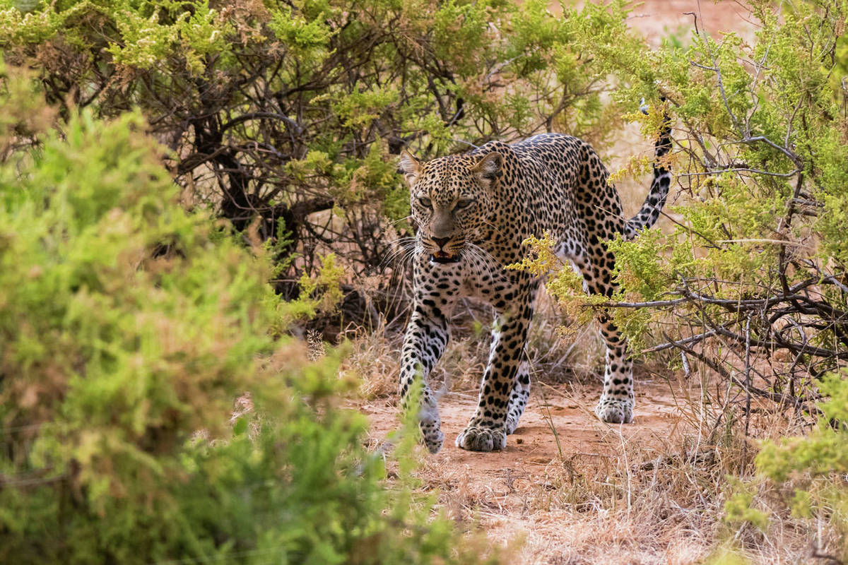 Image result for samburu national reserve