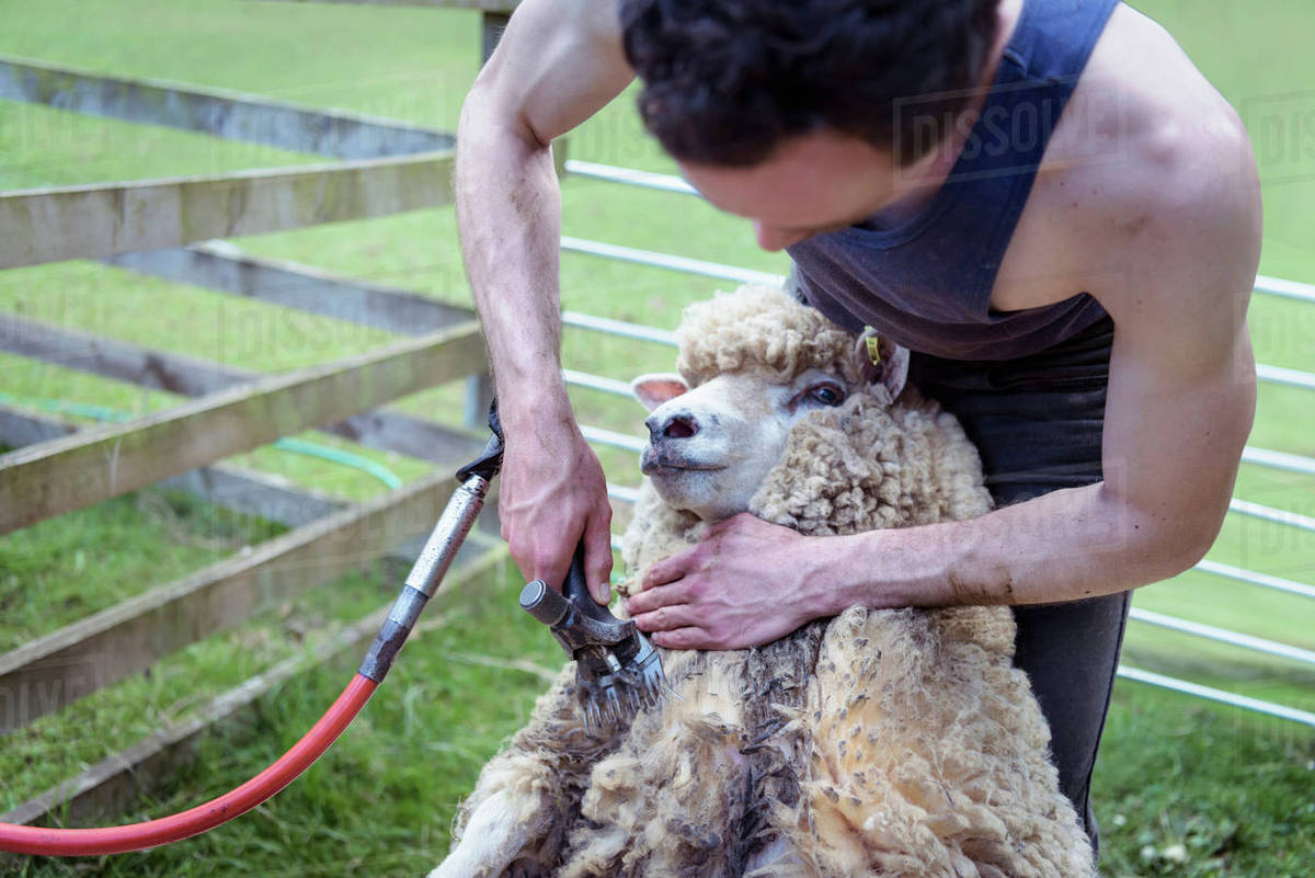 Sheep shearer using shearing tool on sheep Stock Photo Dissolve