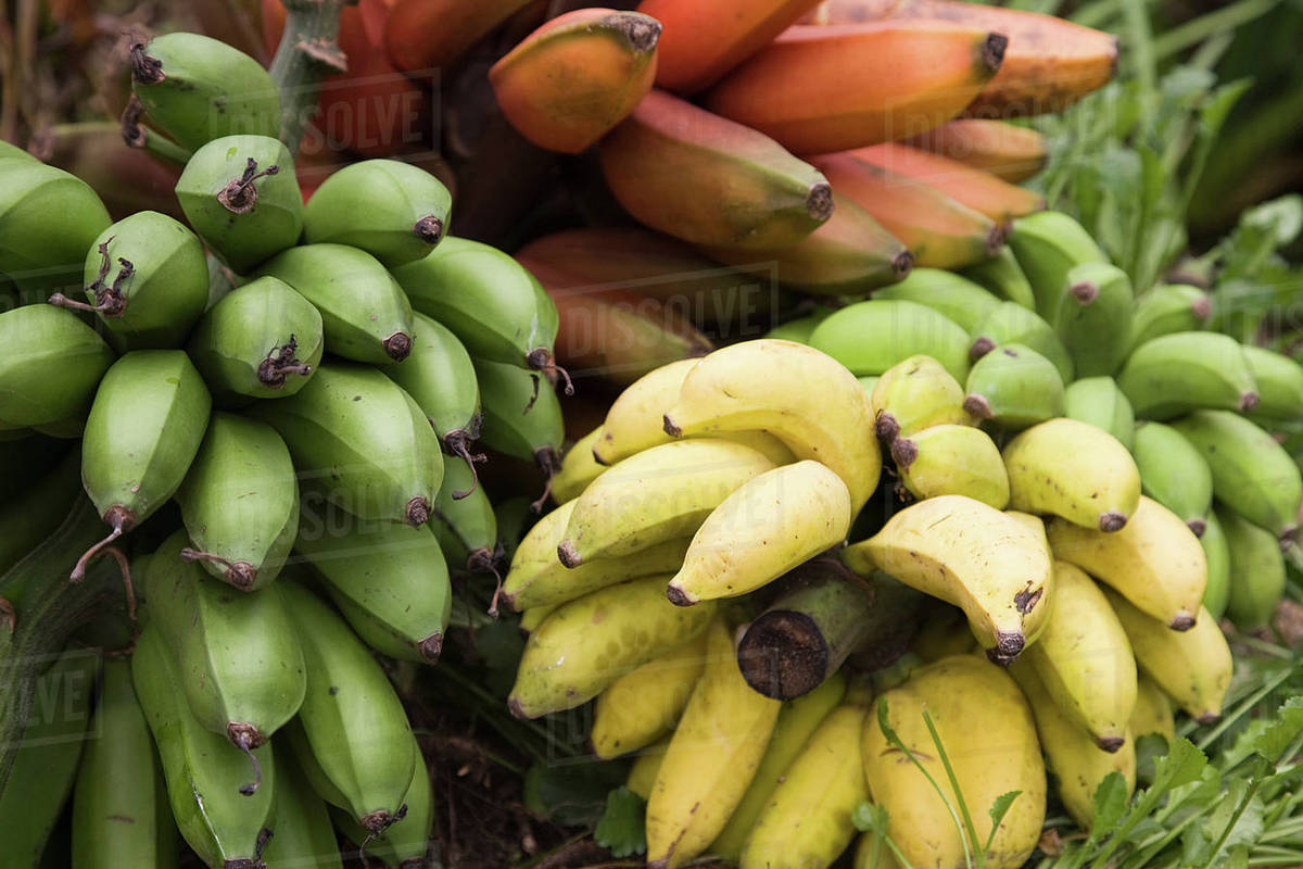 Bananas for cooking, closeup, Birayi, Bujumbura, Burundi, Africa