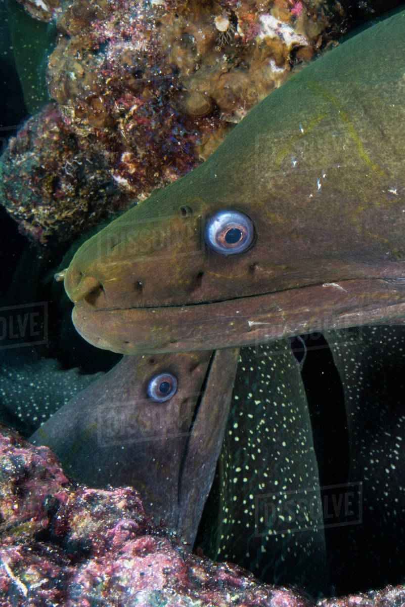 Close up of Moray Eels, Seymour, Galapagos, Ecuador, South America