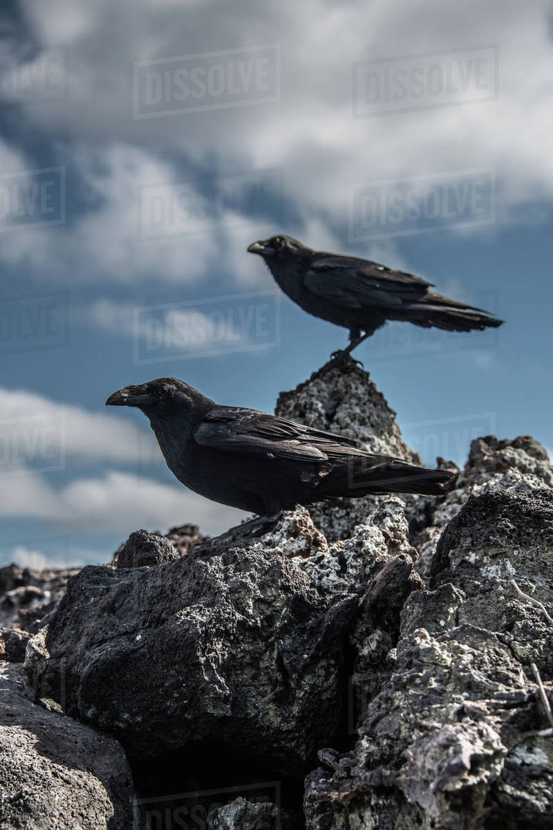 Crows on rocks, Revillagigedo, Tamaulipas, Mexico Stock Photo Dissolve