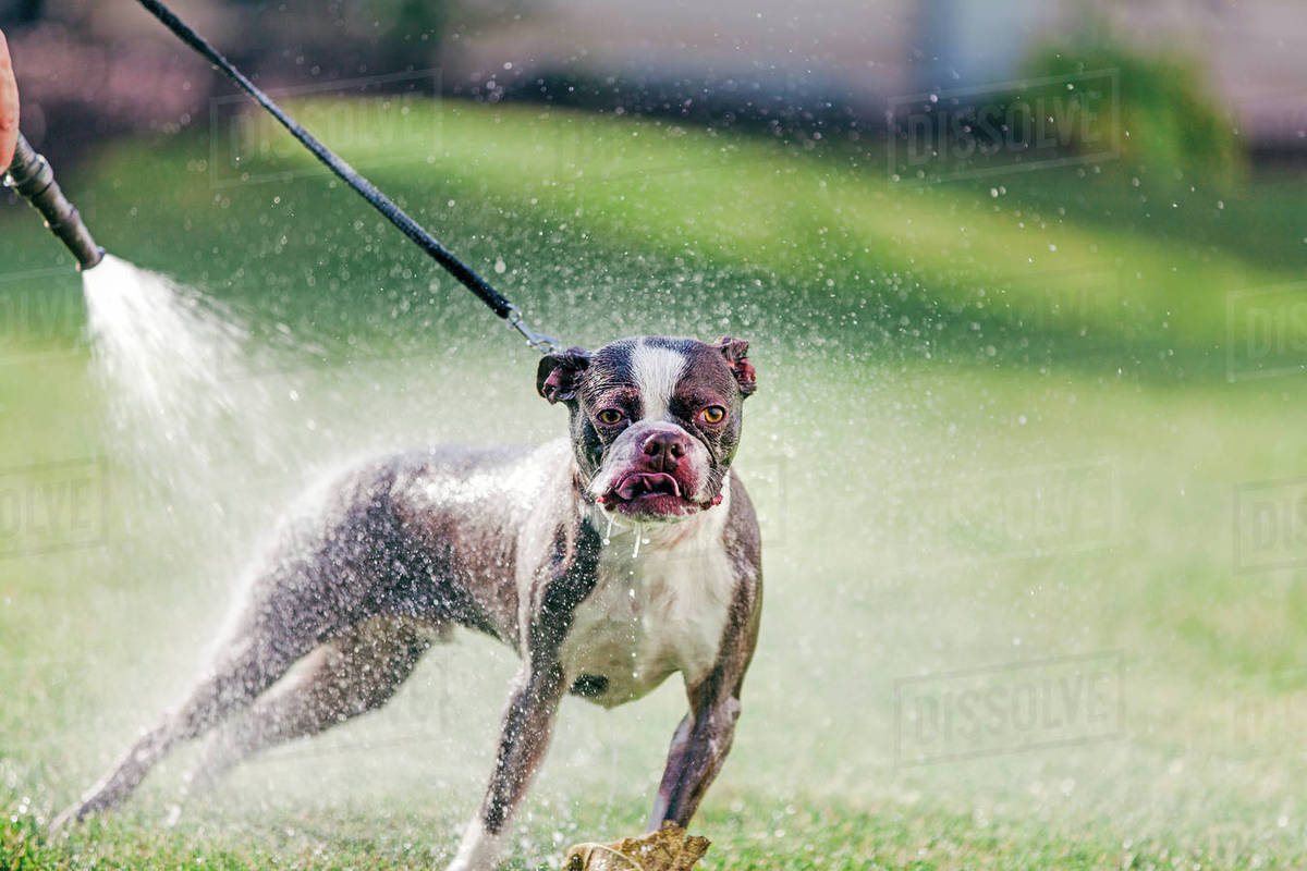 dog being washed