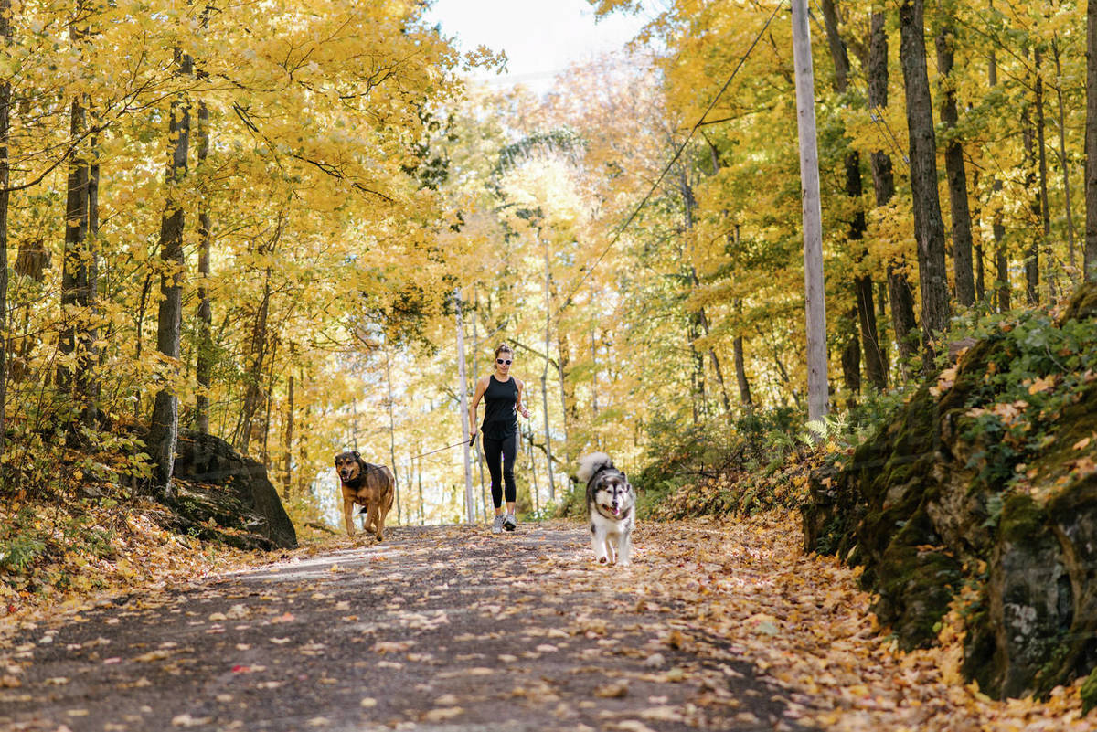Woman jogging with dogs on leash in forest Stock Photo Dissolve