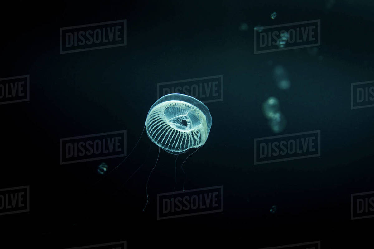 Jellyfish swimming underwater Stock Photo Dissolve