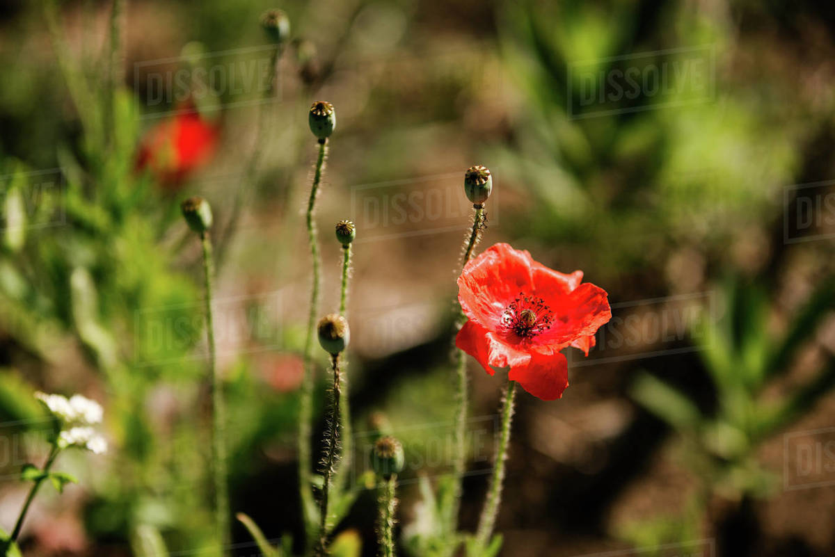 Canada, Ontario, Red poppies growing in field Stock Photo Dissolve