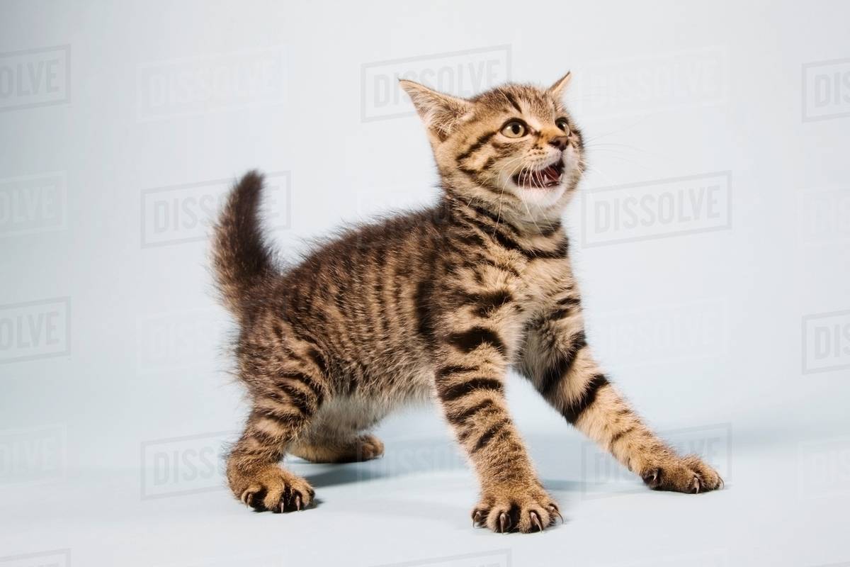 Scared kitten Stock Photo Dissolve