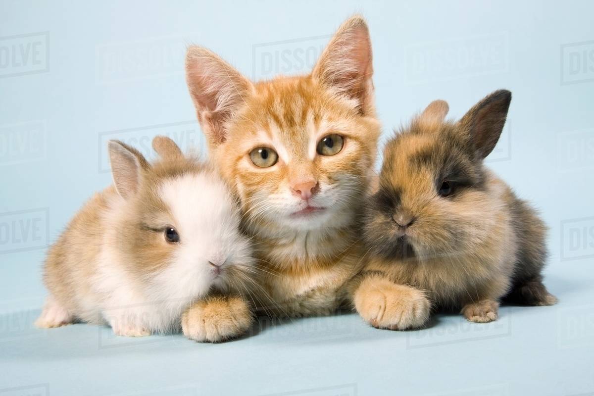 Cat and rabbits Stock Photo Dissolve