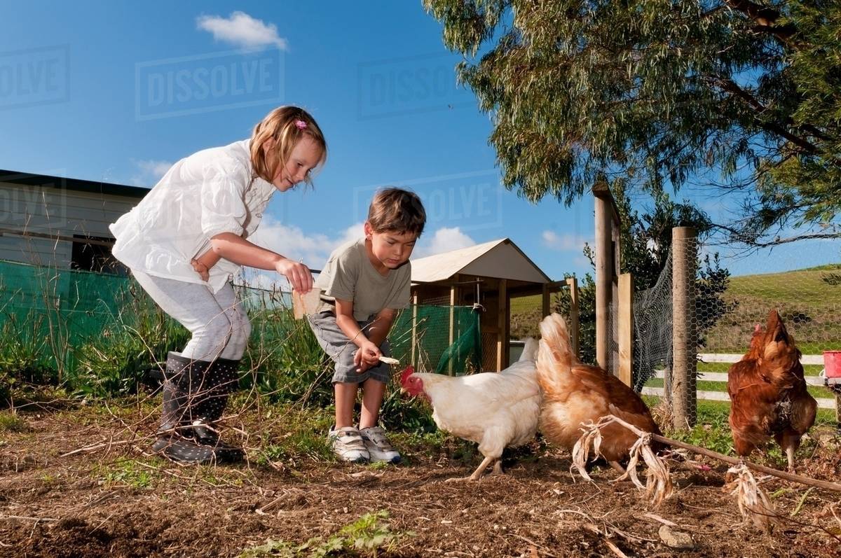 Children feeding chickens Stock Photo Dissolve