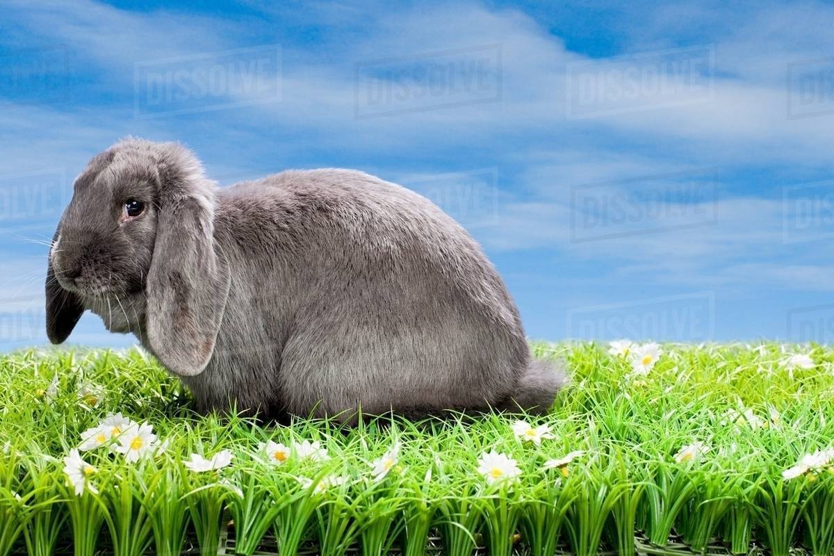Rabbit on grass Stock Photo Dissolve