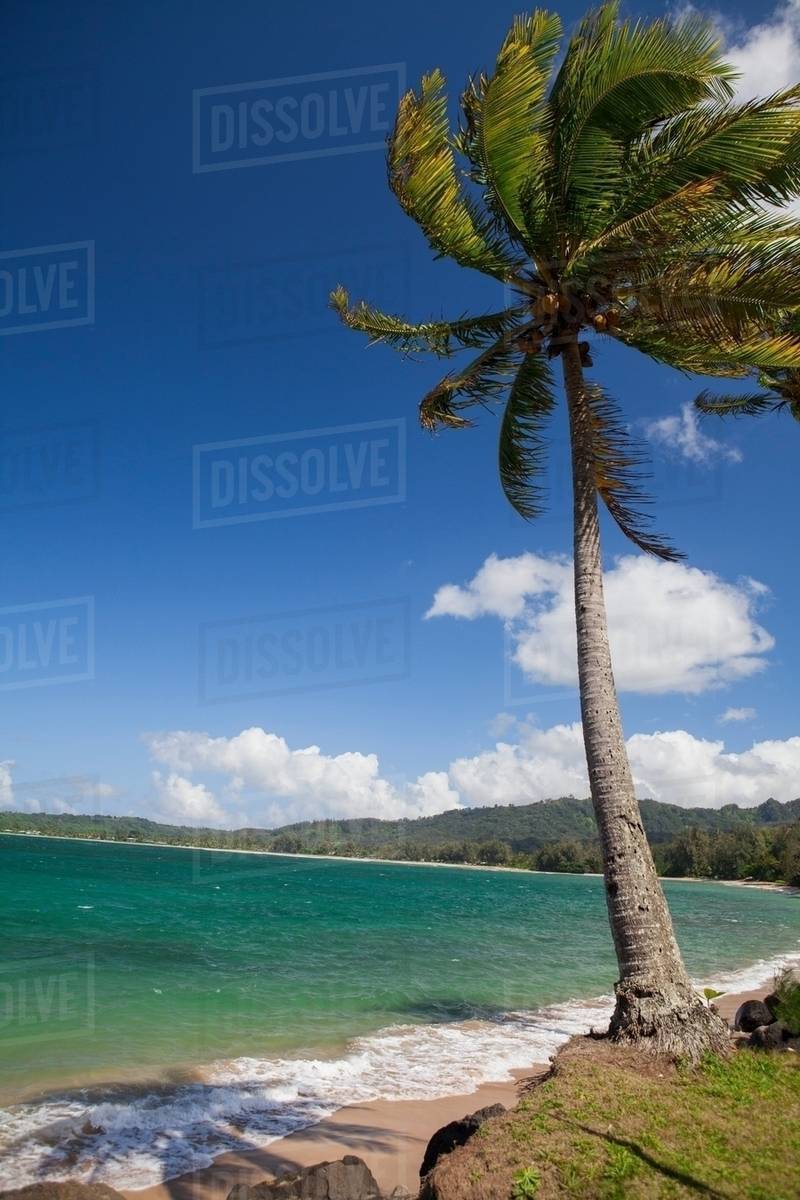 Palm tree on beach, Kauai, Hawaii, USA Stock Photo Dissolve