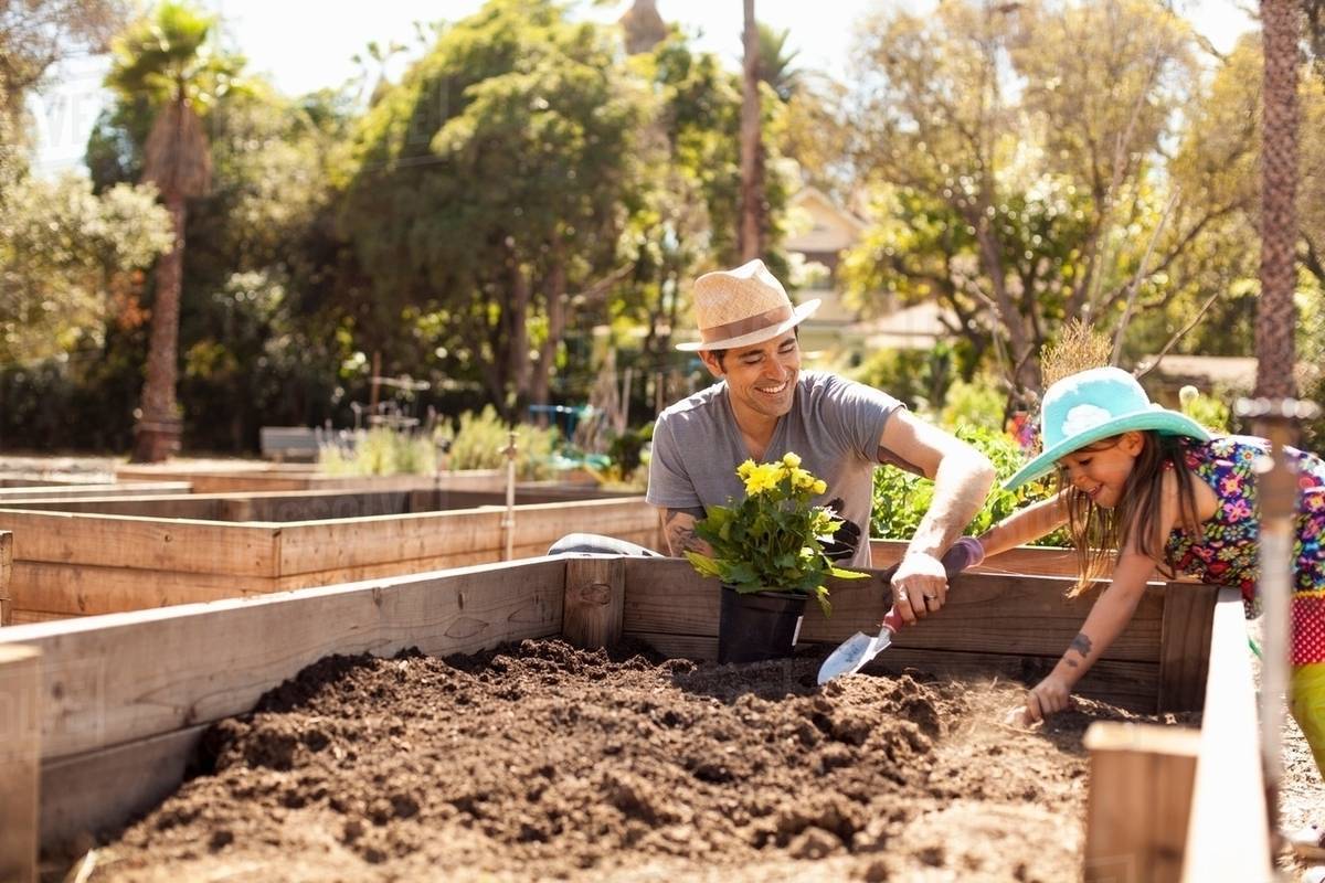 Mid adult man and daughter digging flower bed in community garden