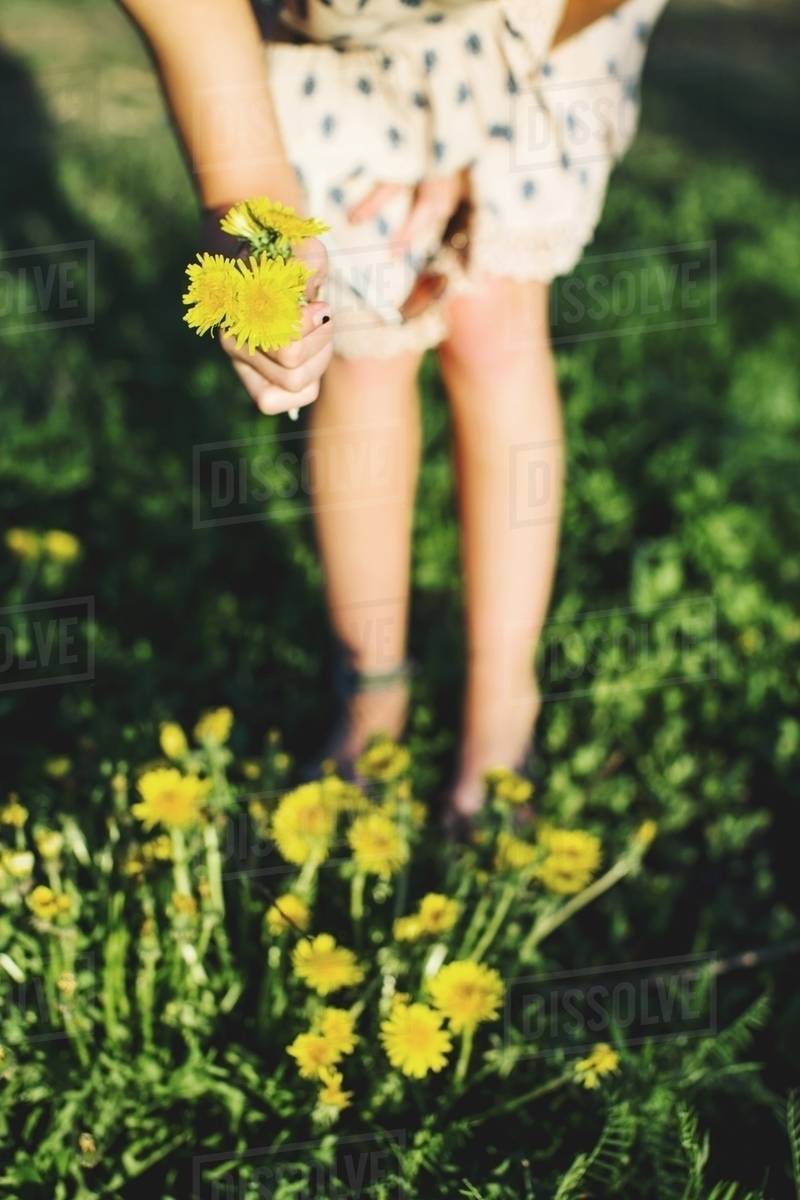 Waist down of young woman bending over picking bunch of dandelion