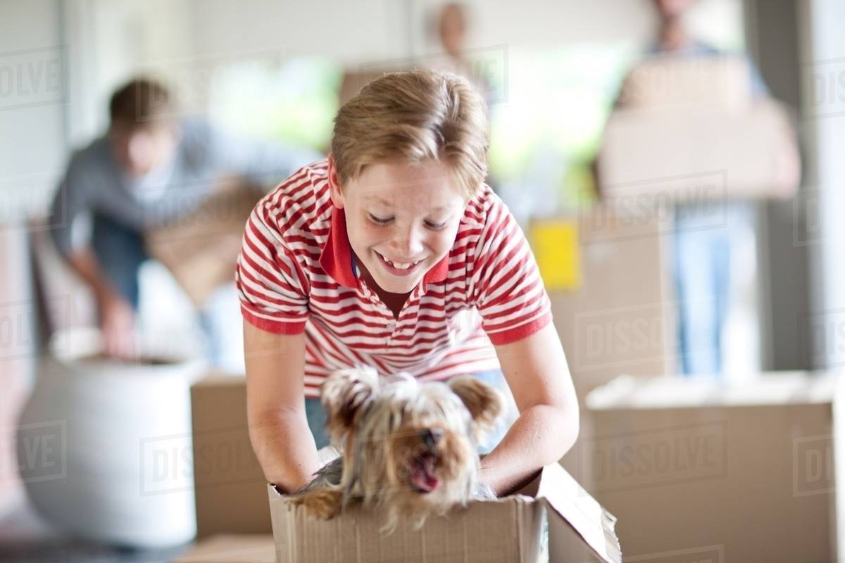 Boy moving house with dog in box Stock Photo Dissolve