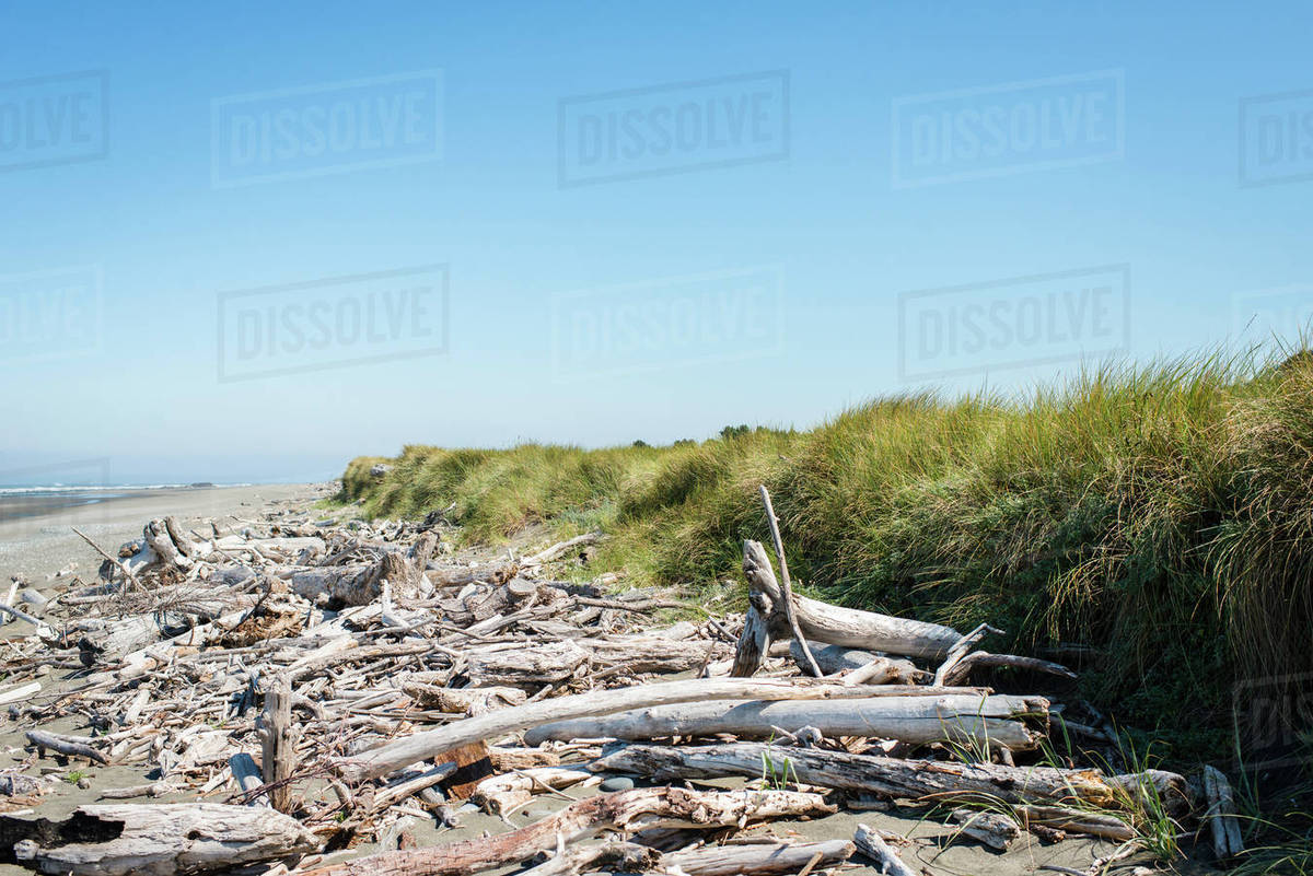 Driftwood Washed As On Beach Oregon Coast Usa Stock Photo Driftwood Washed As On Beach Oregon Coast Usa