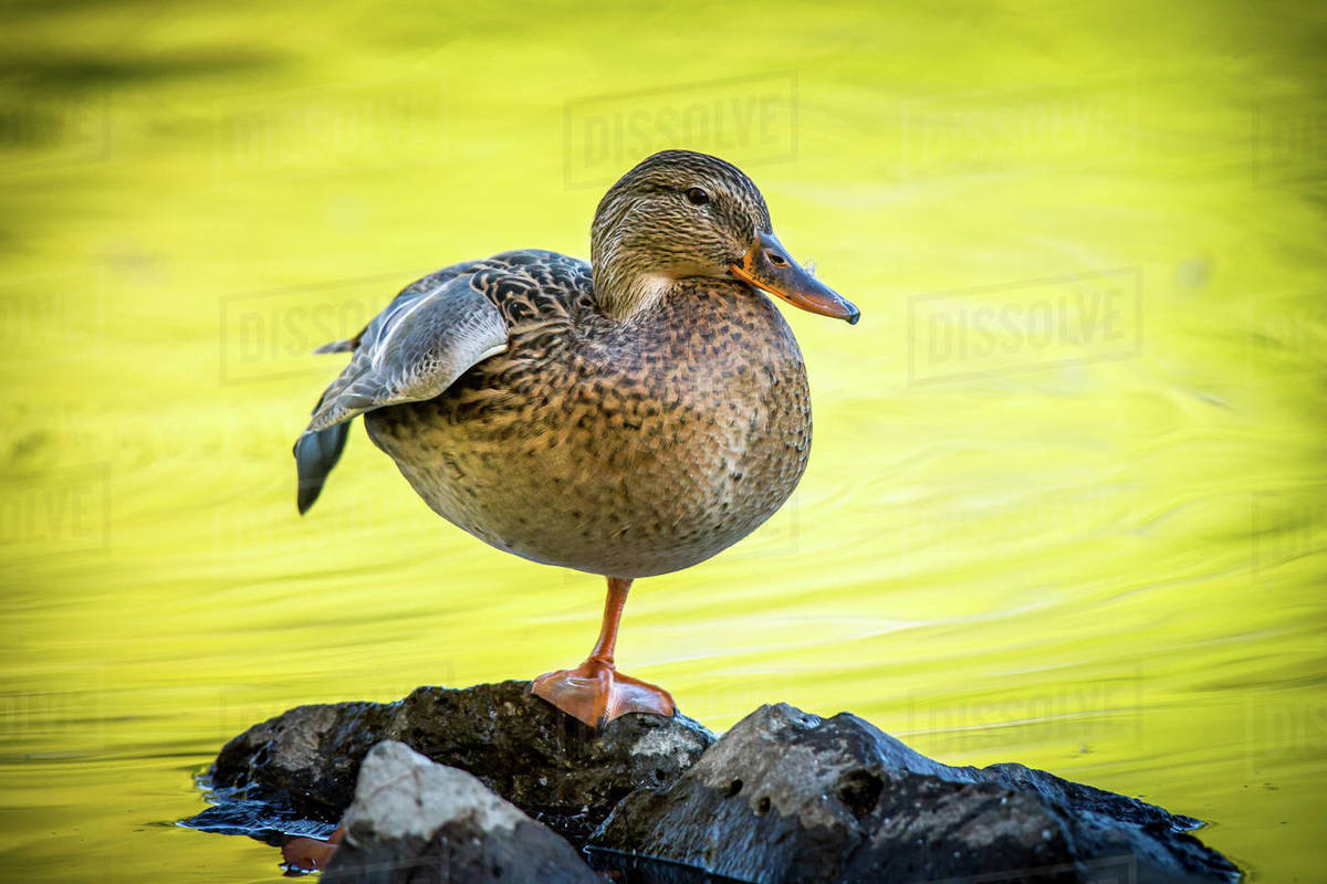 A mallard duck stand on one leg on a rock at Cannon Hill Park in