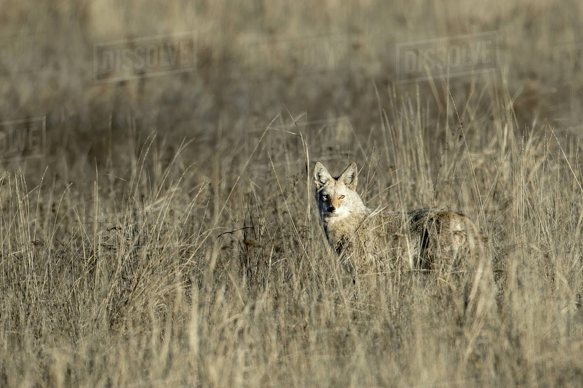 A lone coyote stares at the camera in the tall grass near Coulee City