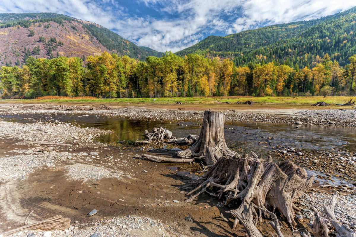 Tree stumps and fall colors near Sullivan Lake in northeast Washington