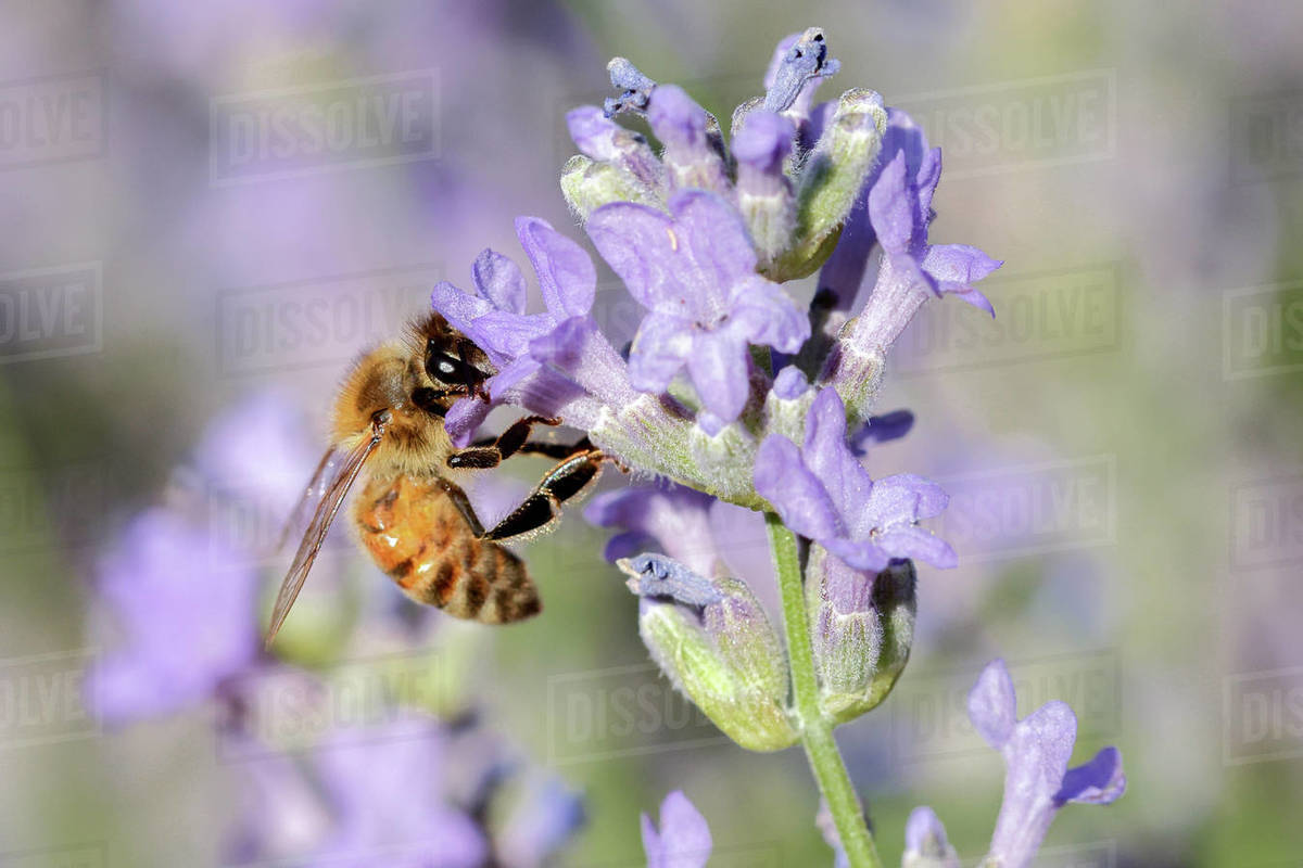A honey bee gathers pollen from a lavender plant in north Idaho