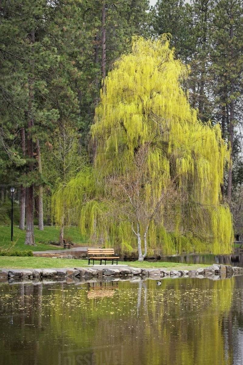 A beautiful willow tree and a bench by a pond at Manito Park in Spokane