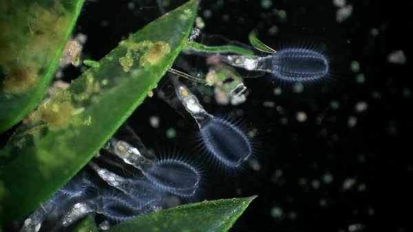 Light microscope footage of a Stephanoceros fimbriatus rotifer in pond ...