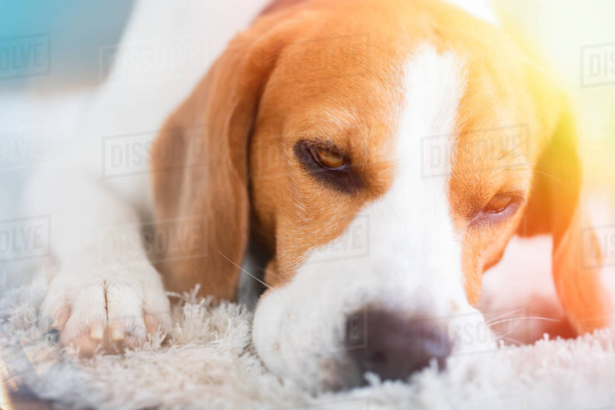 Beagle dog close up on a carpet falling asleep. Looking tired