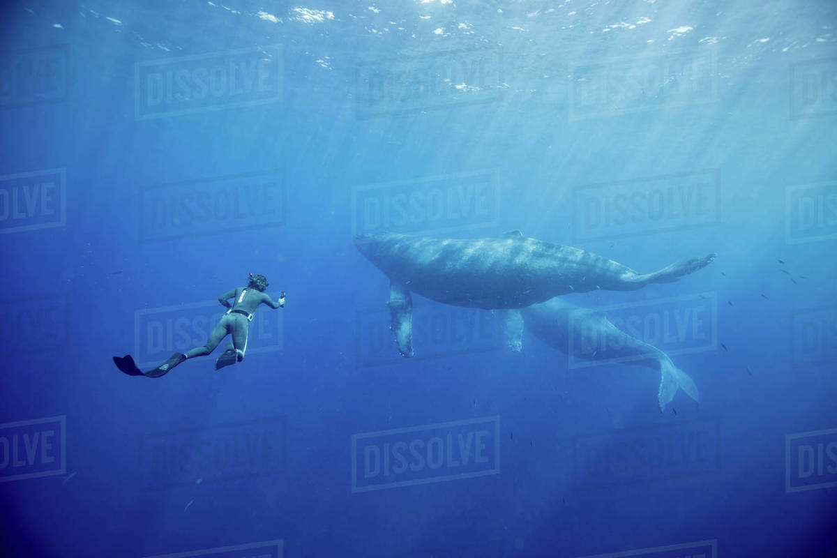 Whales swimming at the bottome of ocean in Hawaii, Maui Royalty-free stock photo