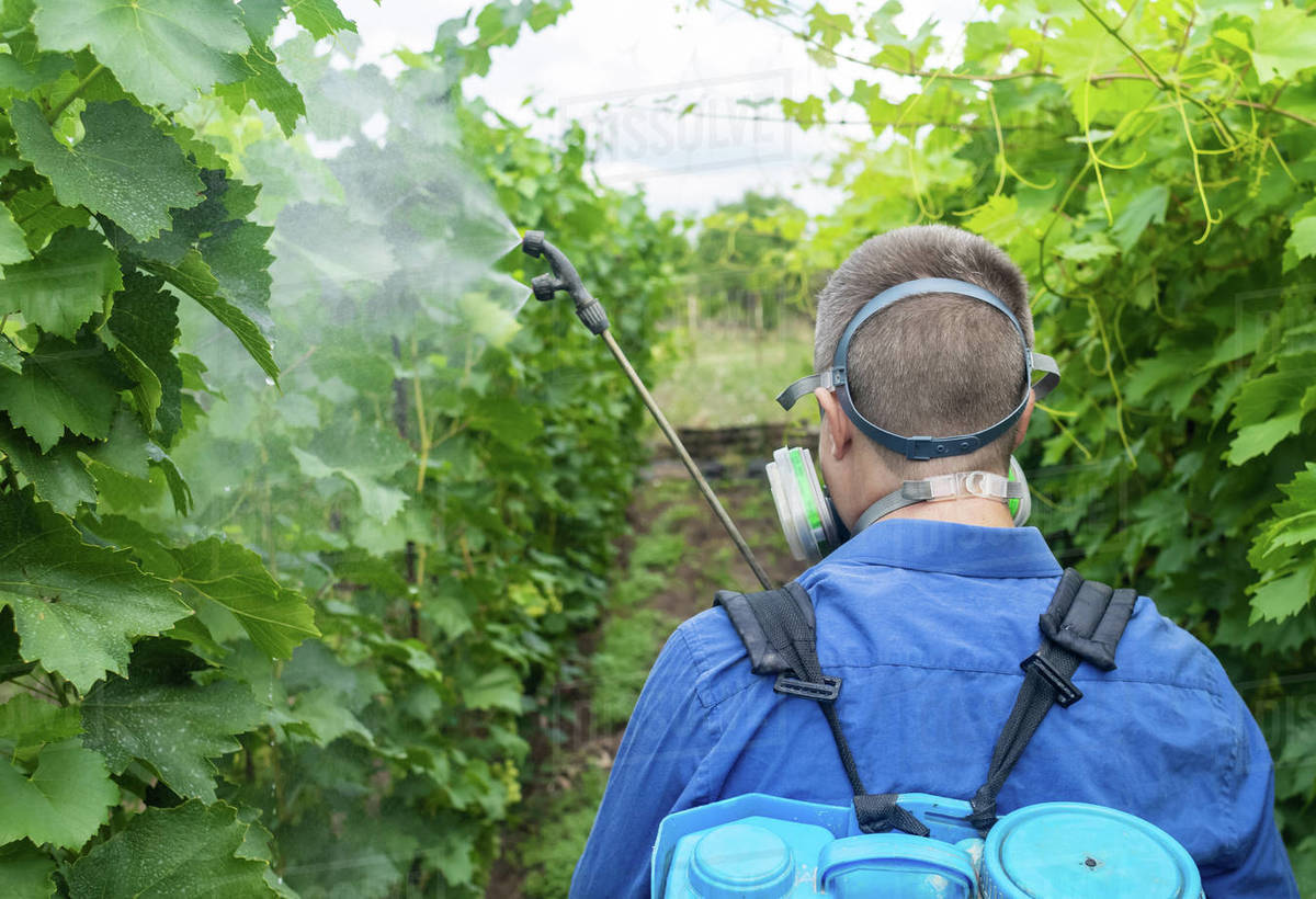 Gardener Applying Insecticide Fertilizer To His Crops. Using A Sprayer