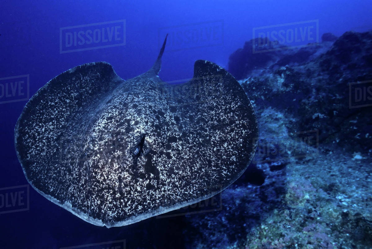 Marbled sting ray swimming, Taeniura meyeni, Cocos Island, Costa Rica ...
