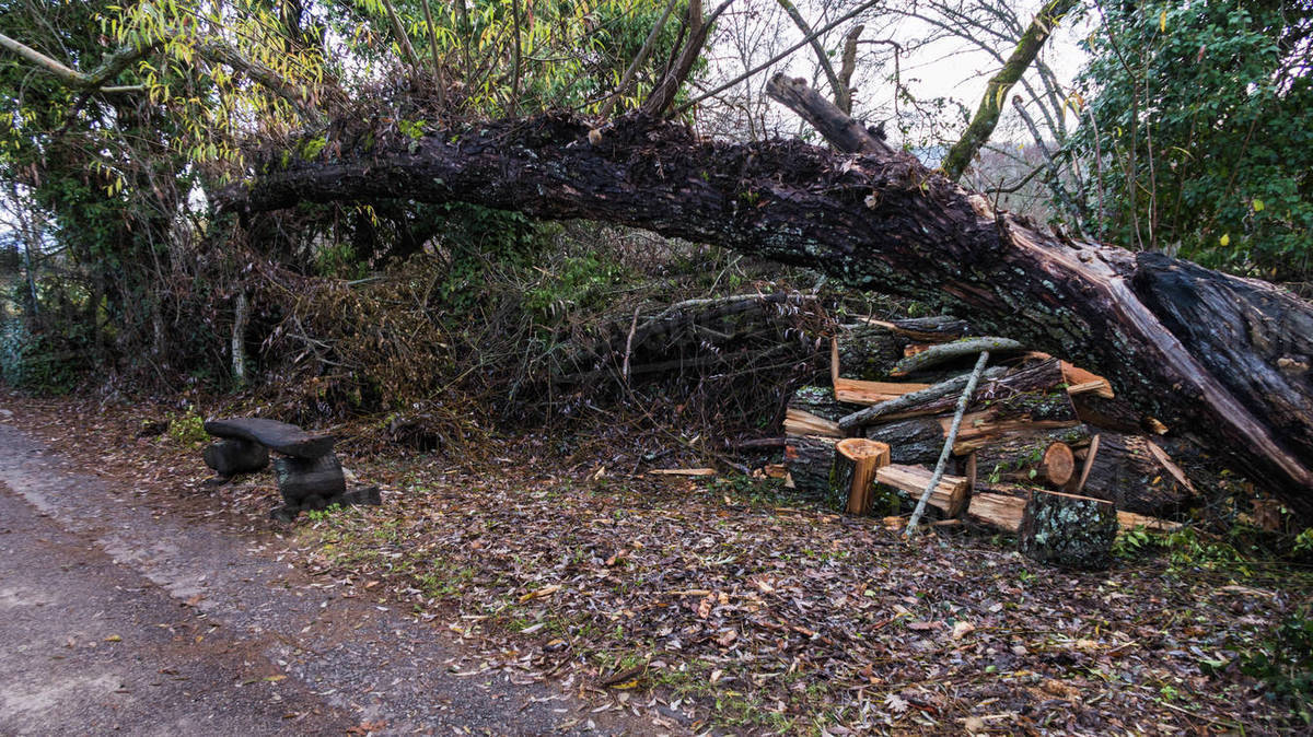 Finnish Forest in Madrid, Spain Stock Photo Dissolve