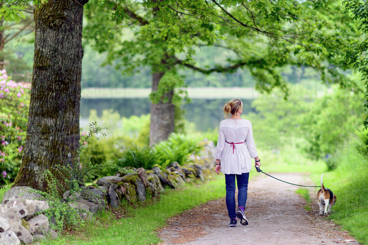 Woman walking dog Stock Photo Dissolve