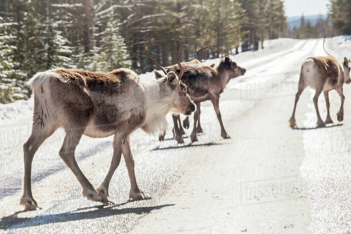 Reindeer crossing road - Stock Photo - Dissolve